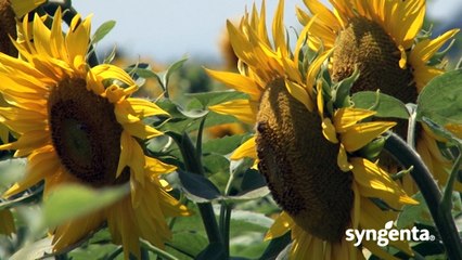 Syngenta hibridi suncokreta – NK Neoma - za dobar prinos_438_06.02.2016.