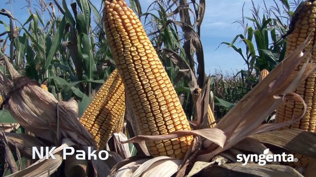 Hibrid kukuruza Pako - uvek siguran_438_06.02.2016.