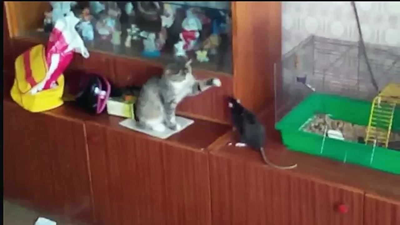 Кошка против крысы