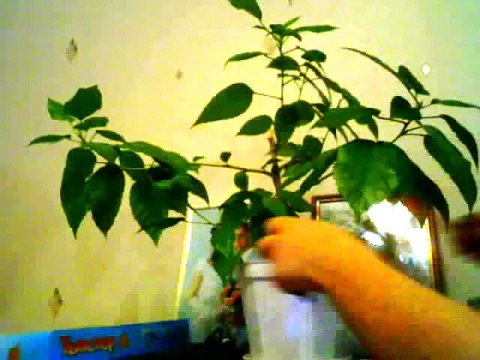 Мама сшила мне штаны