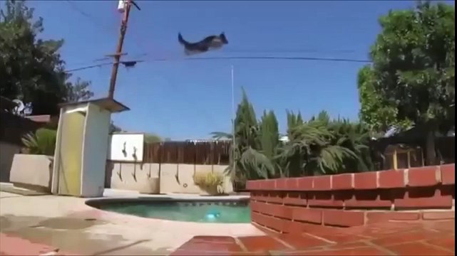 Невероятно умный пес, просто нереально