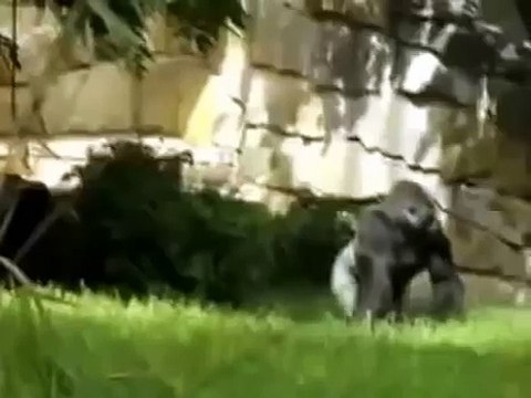 Обезьяне надоел шум!