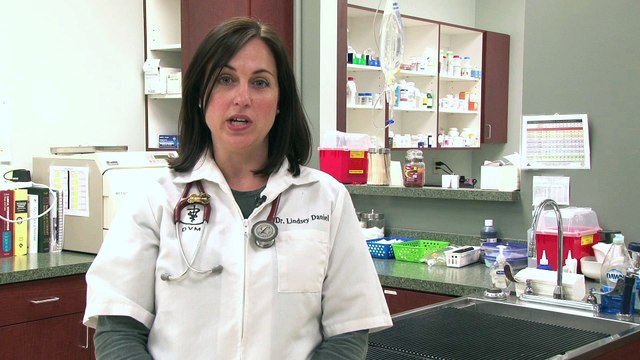 Welcome to Animal Emergency Care of Braselton