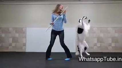 Fantastic doge dance
