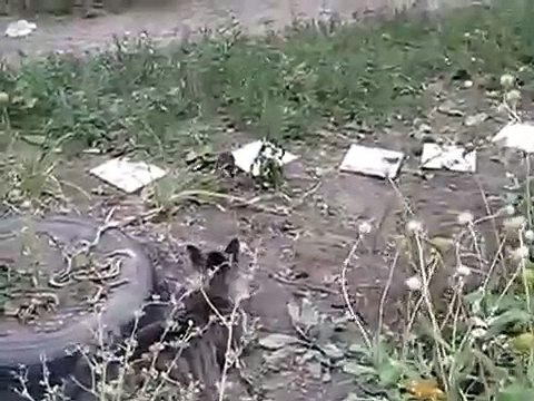 НАПАДЕНИЕ КРЫСЫ НА КОТА!