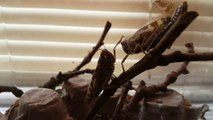 Timmy and Lenard My Two Pet Locust