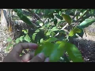 CARA MENGENALI POHON GAHARU SUPER