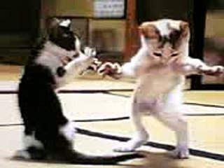 rabbit and cat singing and dancing loooool