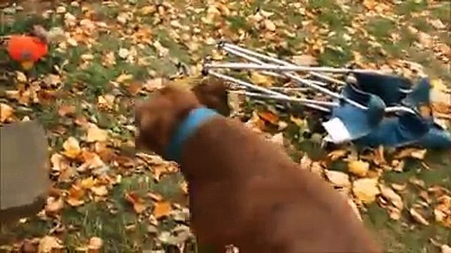 2 ex cani da combattimento di rivedono. Ecco cosa accade... INCREDIBILE!