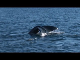 Climate change threatens whales' migratory routes