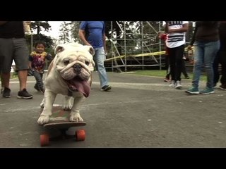 Bulldog skateboards towards extreme sports title