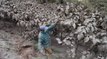 Cultivos y ganado afectados por la ceniza del volcán Tungurahua