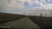 Des milliers d'oiseaux recouvrent une route en russie. Terrifiant