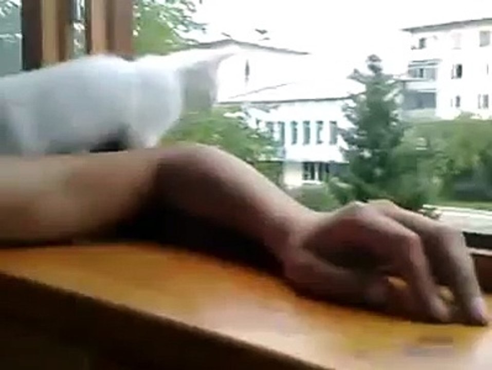 Заботливая кошечка Careful Kitty