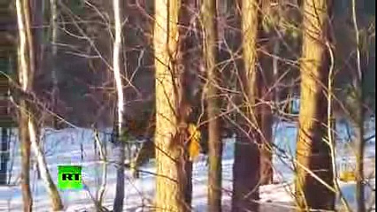 Tiger Escape Decides to take a stroll in Russian park  2016