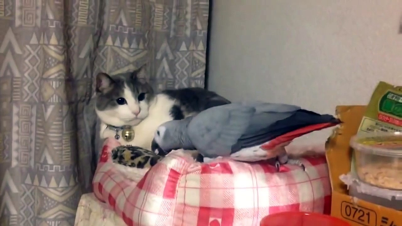 Наглый попугай. Кот в шоке.