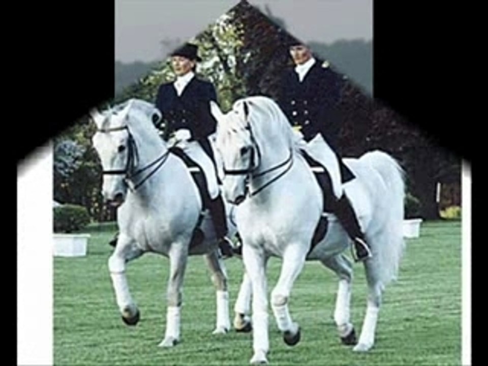 Dressage