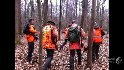 Une battue aux sangliers au Neuhof à Strasbourg