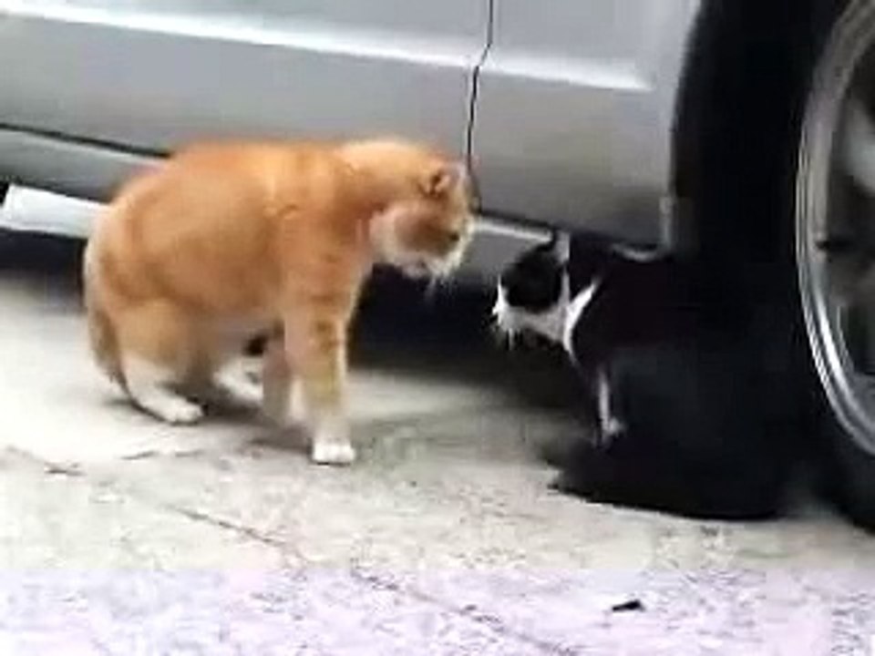 angry talking cat