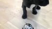 French Bulldog puppy adorably rings bell for treat