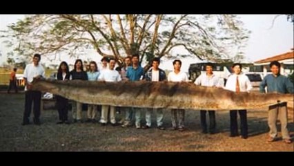 Giant Anaconda - Are there anacondas with 30 feet?