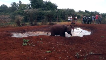 Baby elephant plays soccer in a water hole