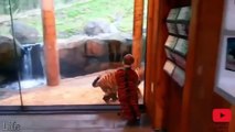 Funny zoo animals - Funny animals videos