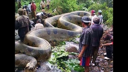 Giant Anaconda - Real or Fake? - video Dailymotion.