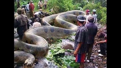 Giant Anaconda - Real or Fake?