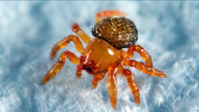 Silkhenge Spider - Strange discovery in the Peruvian Amazon