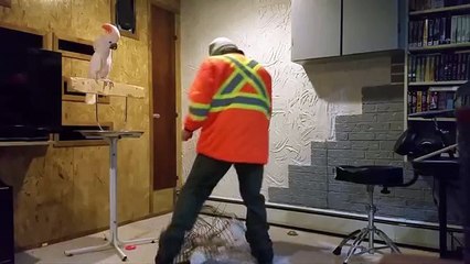 Gözü Önünde Kırılan Kafesini Görünce Sinirlenen Papağan