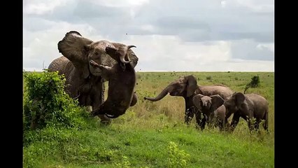 Angry elephant kills buffalo which came near its calves