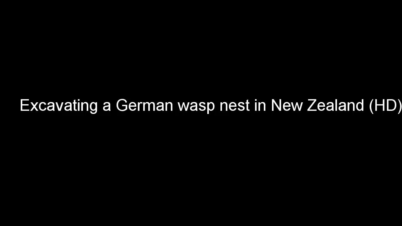 Wasp Nest Excavation