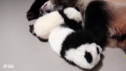 Both Toronto Zoo Giant Panda Cubs With Mom, Er Shun