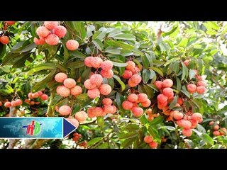 Vải, na, ổi: "Xôn xao" chuyện xuất khẩu | HDTV