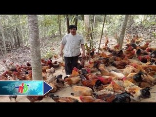 Chí Linh "phất" lên nhờ kinh tế đồi rừng | HDTV