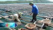 Hiệu quả từ mô hình tập huấn nuôi trồng thủy sản | HDTV