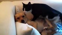 Dog Enjoying a Cat Massage