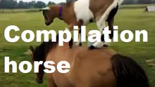 Funny Horse Videos Compilation