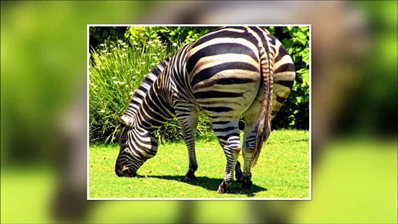 World Fattest Obese Animals ever - You can't stop laughing while watching these Animals