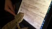Bearded Dragon Lizard Playing Ant Crusher on a Tablet Funny Lizard