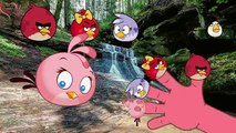 Finger Family Nursery Rhyme | 2D Darling TV Angry Birds Rhymes for Kids and Toddlers | Ang