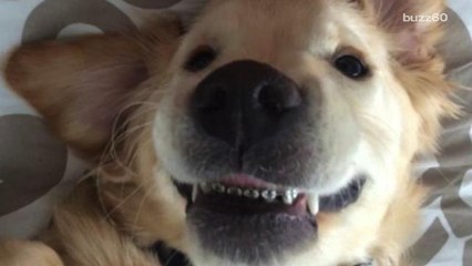 This dog has braces and is smiling big time