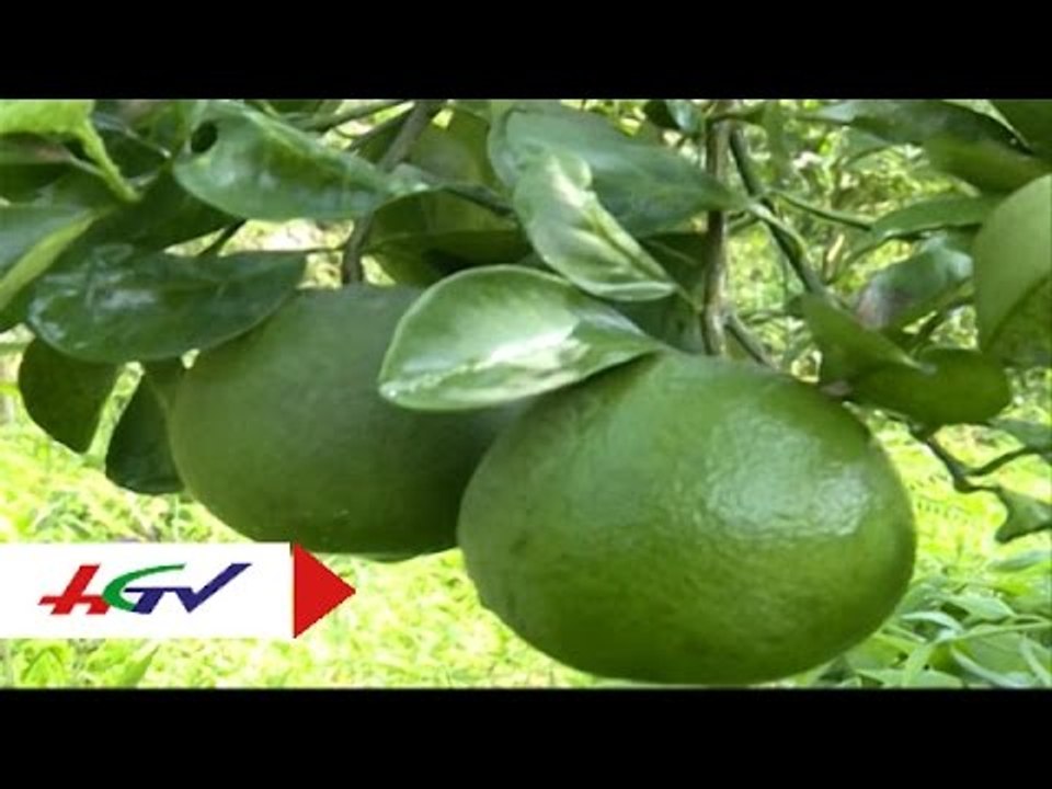 Mô hình hiệu quả từ vùng bị xâm nhập mặn | HGTV