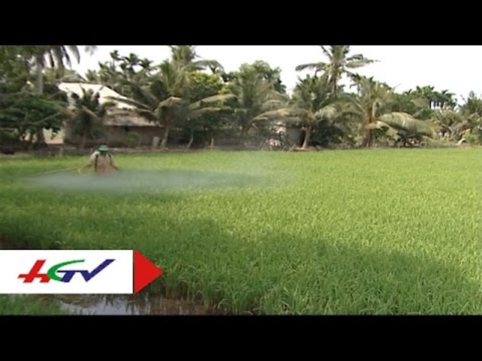 Biện pháp canh tác lúa trên nền đất mặn tại Hậu Giang | HGTV