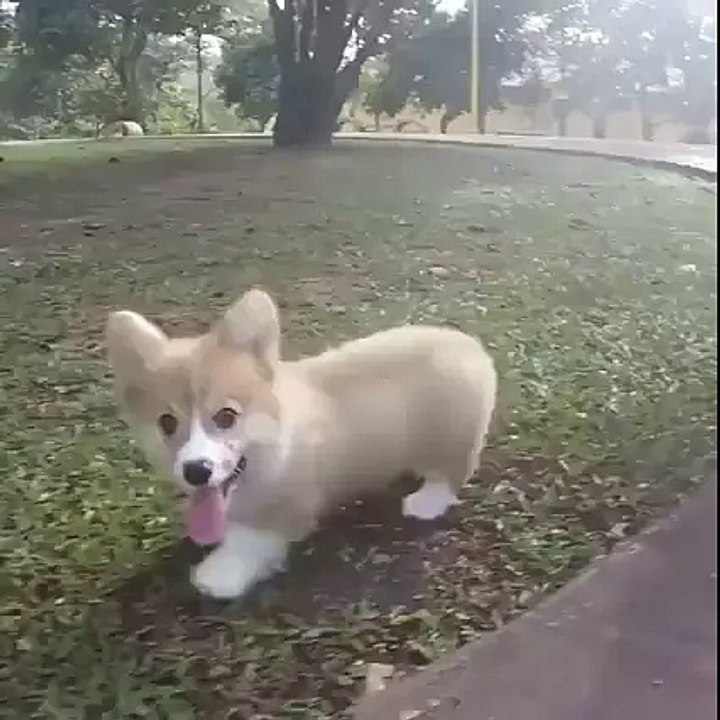 A Corgi having fun at the park...