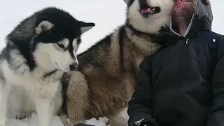 Huskies in their natural environment...