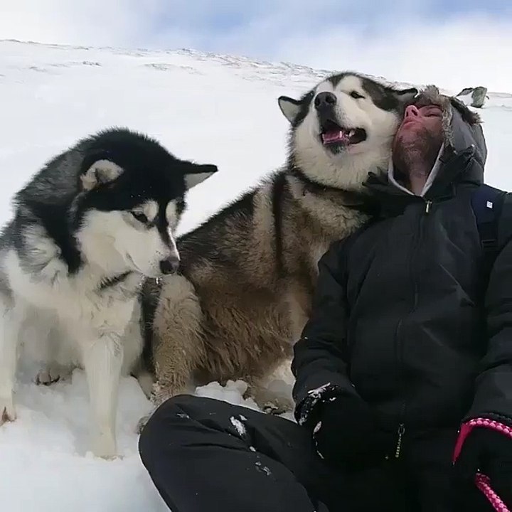 Huskies in their natural environment...