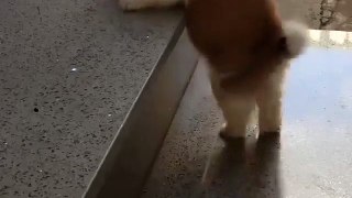 Puppy vs. stairs!