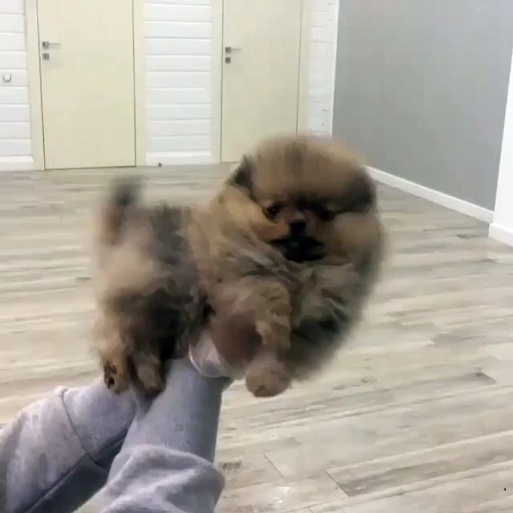 The cutest mouse puppy...